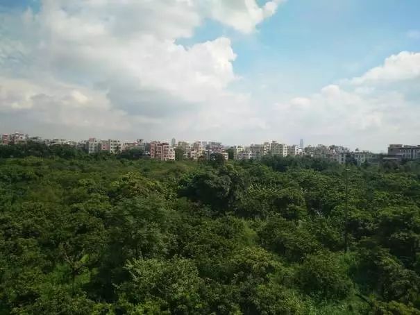 蔣家浜舊改最新動態(tài)，探索自然美景的旅程