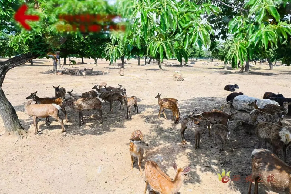 最新套竹雞視頻，自然美景的探索之旅，激發(fā)你的旅行熱情