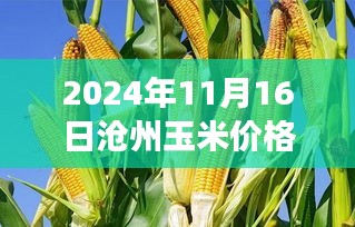 忻州玉米最新行情，科技引領(lǐng)，價(jià)格動(dòng)態(tài)盡在掌握