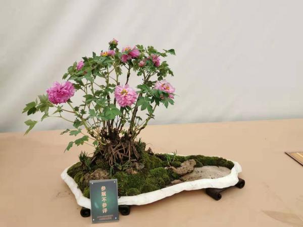 最新盆景圖片大放送，領(lǐng)略盆景藝術(shù)的獨特魅力