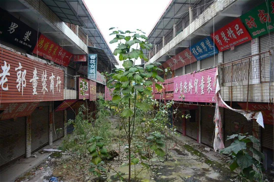 周口荷花市場(chǎng)最新動(dòng)態(tài)，夏日奇遇揭秘